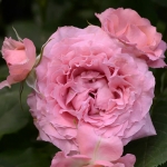 Corail Gelée / Корал желе